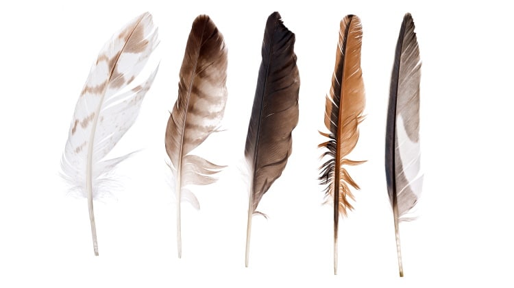 Bird Feathers: Their Contours, Colors & Role In Flight